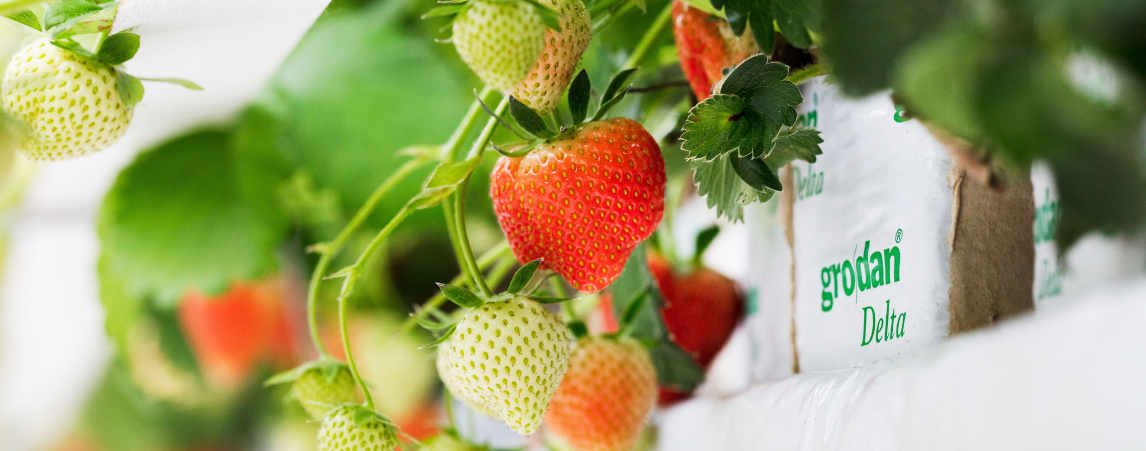 Strawberries in Grodan Rockwool and Hanging Gutters